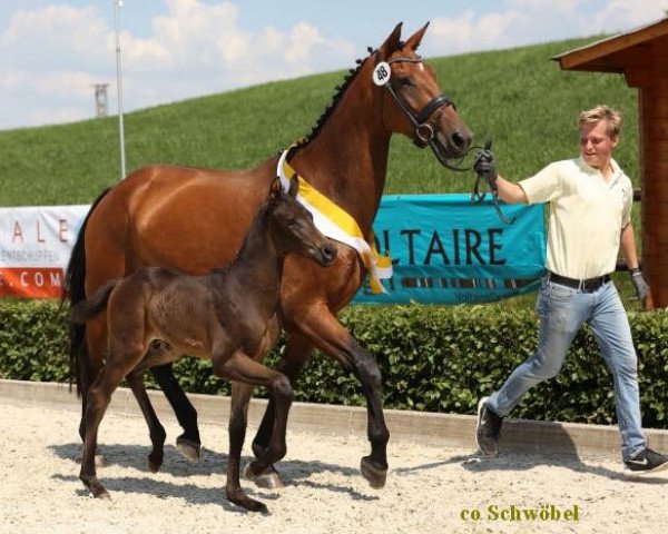 dressage horse Fuerst Ampere (Hanoverian, 2016, from Fürstenball)