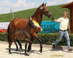 Dressurpferd Fuerst Ampere (Hannoveraner, 2016, von Fürstenball)