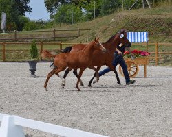 jumper Nachttraum (German Riding Pony, 2019, from Nancho's Golden Star)