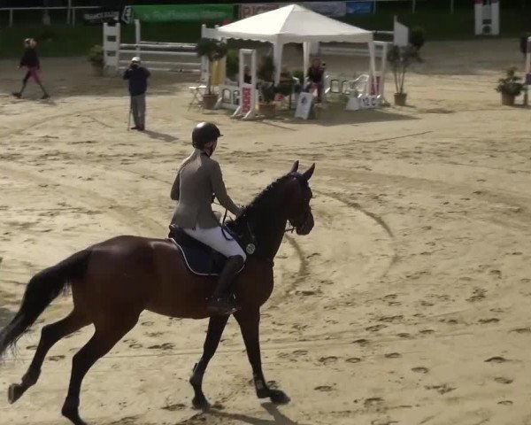 Reitturnier Viersen-Dülken 2016