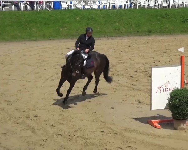 Reitturnier Viersen-Dülken 2016