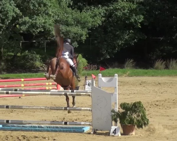 Reitturnier Viersen-Dülken 2016