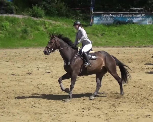Reitturnier Viersen-Dülken 2016