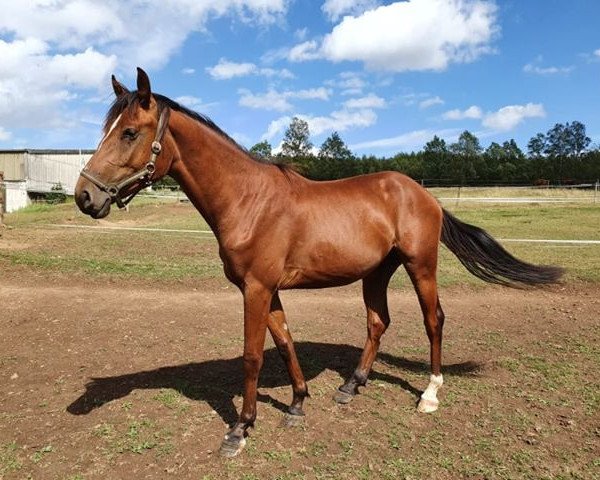 horse Anthony (Westphalian, 2017, from A La Carte NRW)