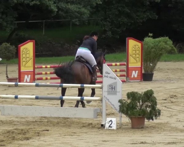 Reitturnier Viersen-Dülken 2016