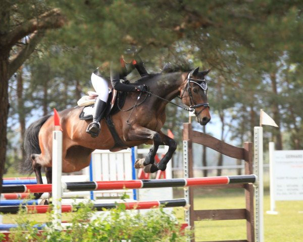 jumper Flierefluiter (KWPN (Royal Dutch Sporthorse), 2010, from Wittinger)