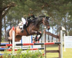jumper Flierefluiter (KWPN (Royal Dutch Sporthorse), 2010, from Wittinger)
