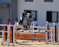 jumper Cabalero 12 (Oldenburg show jumper, 2009, from Cassiano)