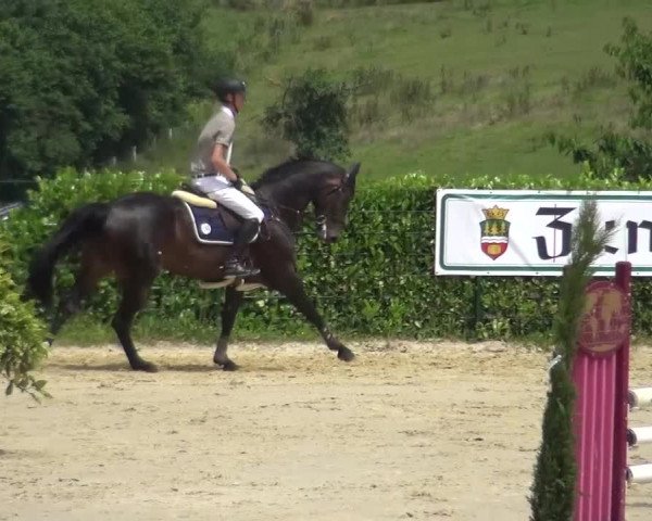 Reitturnier Lindlar-Süttenbach 2016