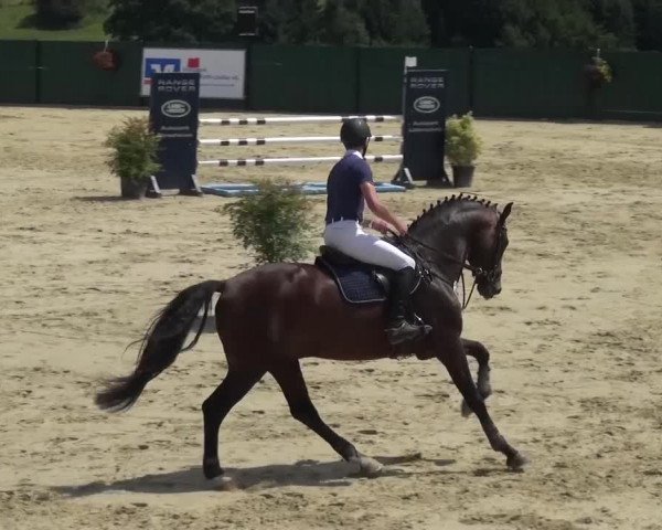 Reitturnier Lindlar-Süttenbach 2016