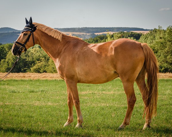 Springpferd Avalon Invictus (Haflinger-Mix, 2009, von Artax 119)