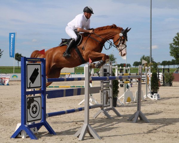 jumper Crazy Cowboy 2 (German Warmblood, 2008, from Crazy true Colour)