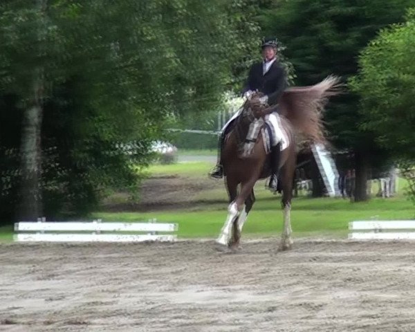 Reitturnier Viersen-Dülken 2016