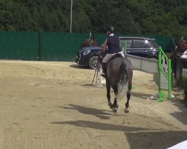 Reitturnier Lindlar-Süttenbach 2016