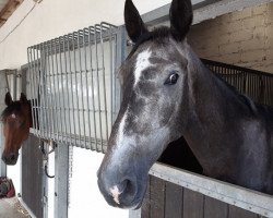 broodmare Valentina-Colina (Westphalian, 2014, from Silver Creek's Validation)