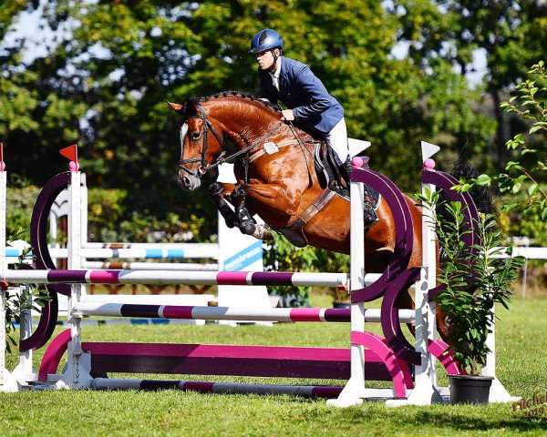 broodmare Calgary (Hanoverian, 2014, from Comte)
