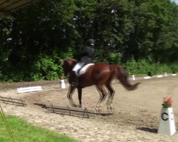 Reitturnier Viersen-Dülken 2016