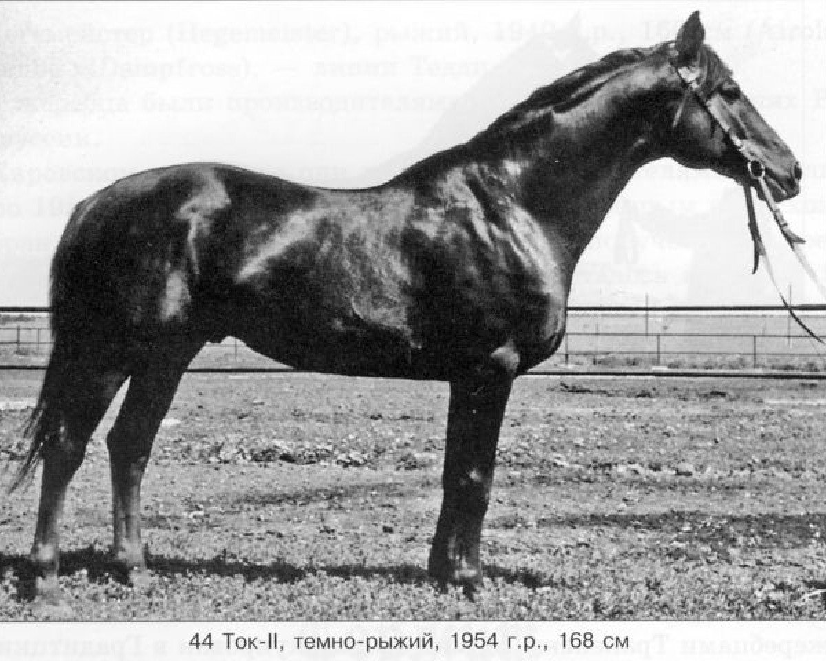 stallion Tok II (Russian Trakehner, 1954, from Termit)