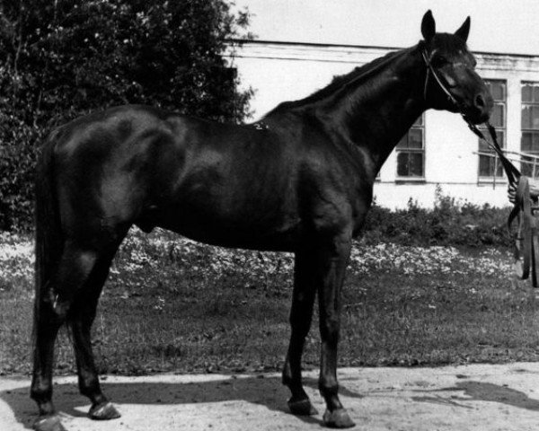 stallion Pritok (Russian Trakehner, 1974, from Tok II)
