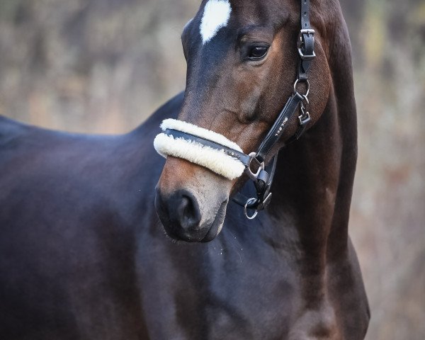 Dressurpferd Sabia Von Silberschmied (Hannoveraner, 2010, von Silberschmied)