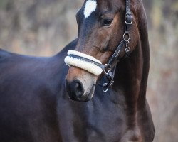 Dressurpferd Sabia Von Silberschmied (Hannoveraner, 2010, von Silberschmied)