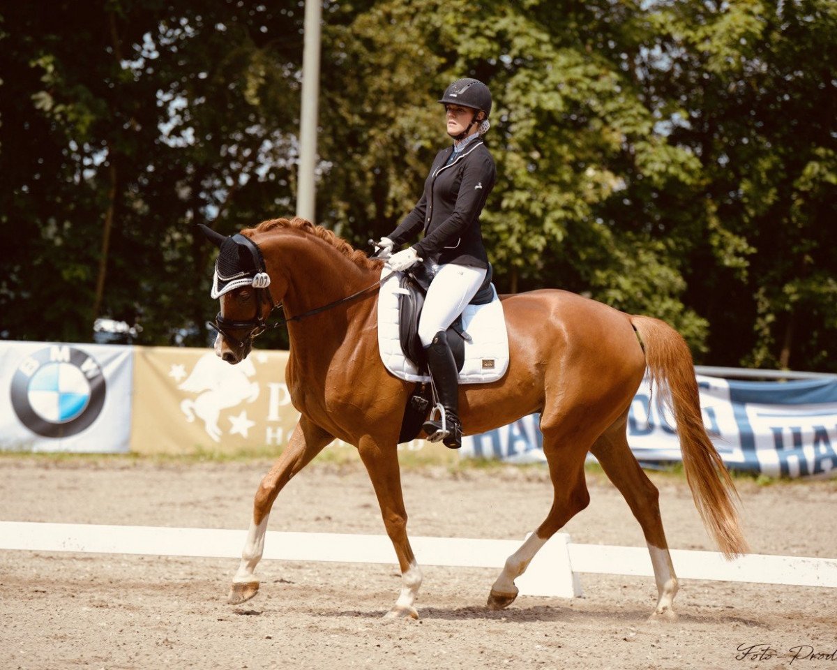 dressage horse Royal Flash 115 (Hanoverian, 2013, from Royal Blend)