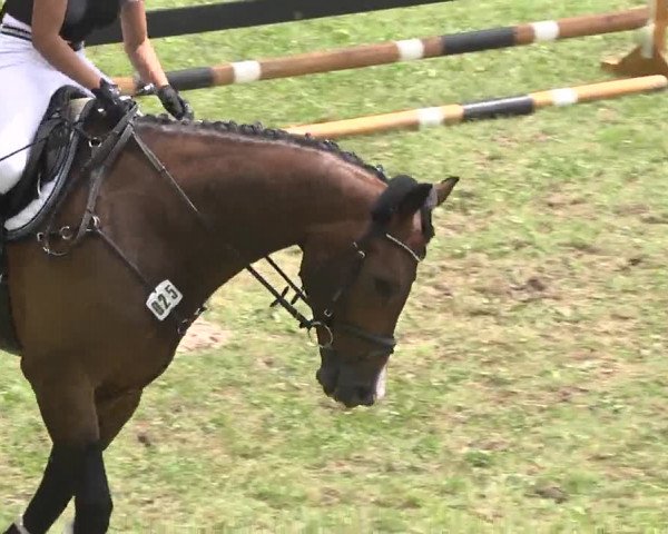 Reitturnier Herrenberg-Gültstein 2016