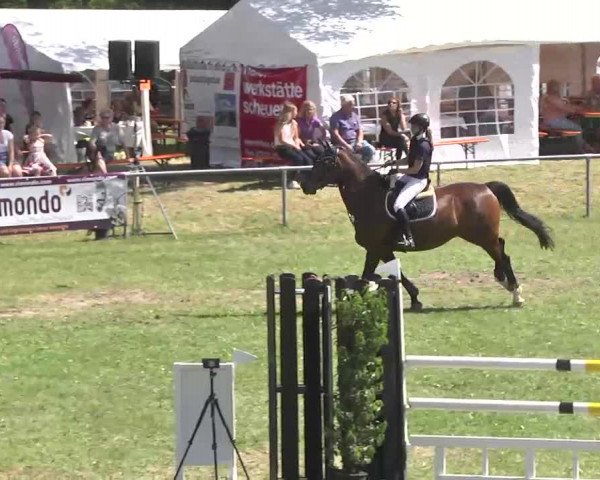 Reitturnier Herrenberg-Gültstein 2016