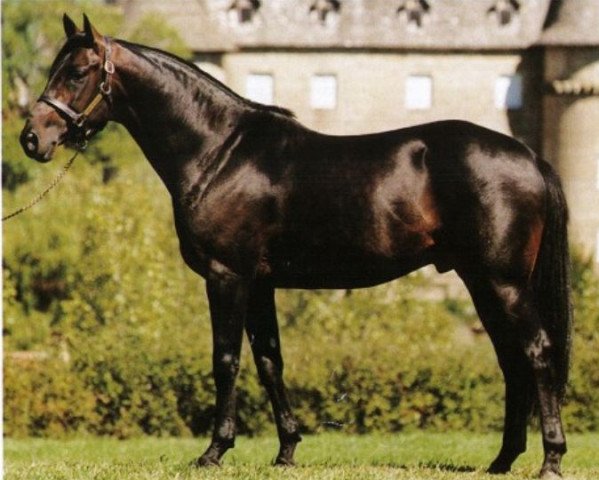 stallion Barour de Cardonne ox (Arabian purebred, 1992, from Manganate 1972 ox)