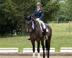 dressage horse Hot Chocolate 50 (Oldenburg, 2007, from Hotline)