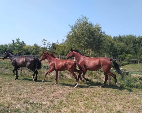 horse Fohlenstute Erdinger (Oldenburg, 2018, from Erdinger)
