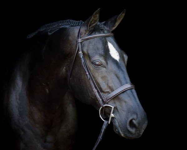 horse Agamemnon 40 (Württemberger, 1993, from Advocat)