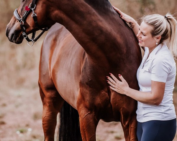 dressage horse Ebay (KWPN (Royal Dutch Sporthorse), 2009, from Quattro B)