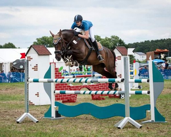 jumper Cascalletto (Zangersheide riding horse, 2009, from Cassini II)
