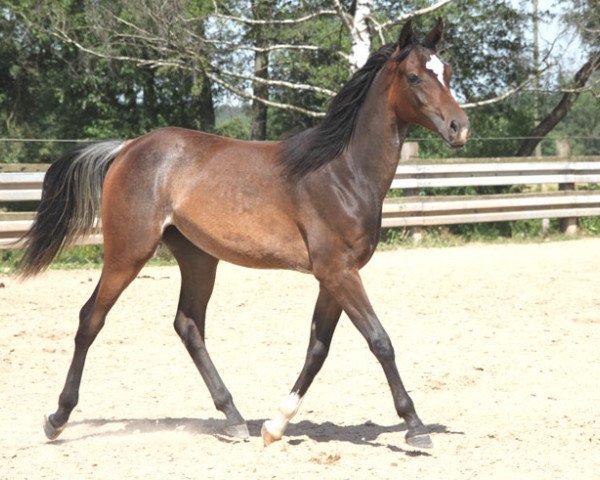broodmare GH Baraa (Arabian purebred, 2018, from Muddassir B' Mehamam)