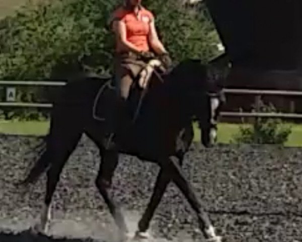 jumper Sassoon CH (Swiss Warmblood, 2015, from Sean Connery)