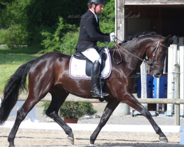 dressage horse Golden Weltina CH (Swiss Warmblood, 2015, from Dante Weltino Old)