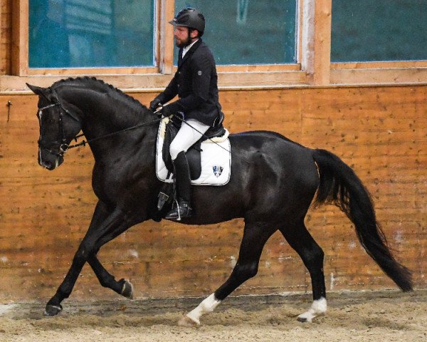 dressage horse Dante Roniro (Oldenburg, 2012, from Dante Weltino Old) dressage horse Dante Roniro (Oldenburg, 2012, from Dante Weltino Old)