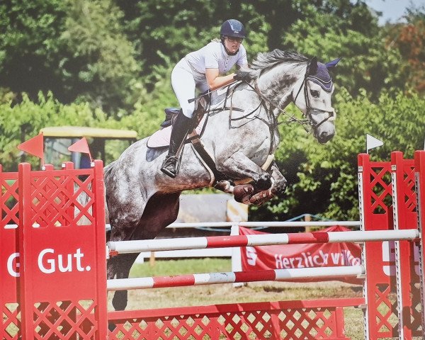 jumper Calon S (Hanoverian, 2013, from Calido I)