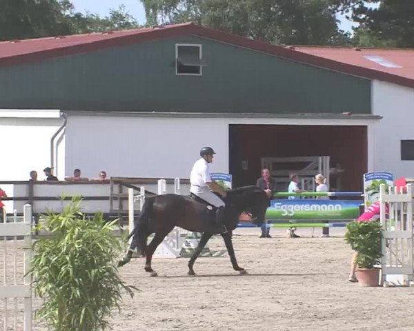 Reitturnier HH-Klein Offenseth/Hell-Stallion-Stud 2016