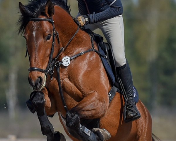 horse Corona L (Swedish Warmblood, 2014, from Corporal VDL)