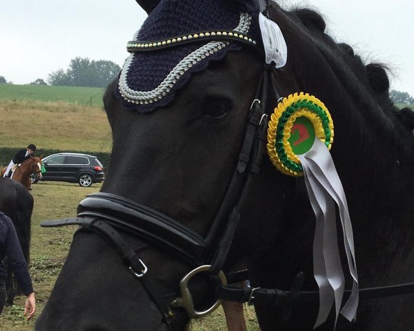 dressage horse Guusje Thirza (Friese, 2010, from Stendert 447)