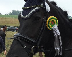 Dressage horse Guusje Thirza (Friese, 2010, from Stendert 447)