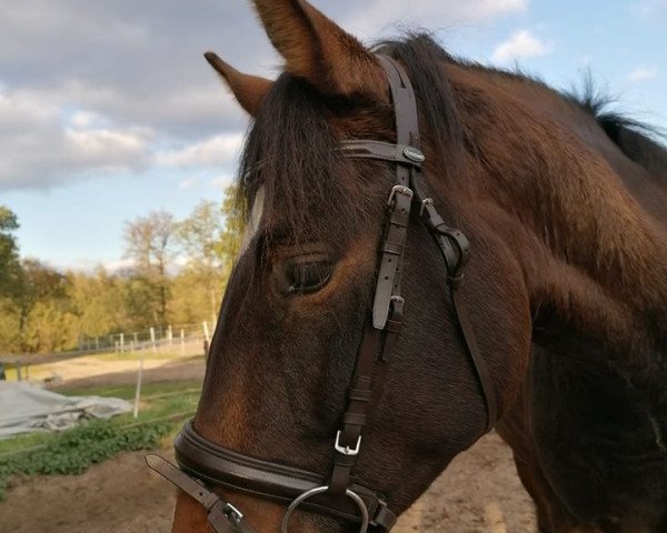 horse Que'Bonito (Lusitano, 2017, from Qu Hinote) horse Que'Bonito (Lusitano, 2017, from Qu Hinote)