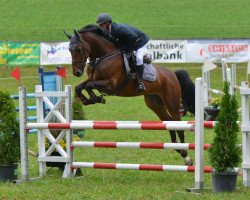 jumper Challenger Dela Cense (Selle Français, 2012, from Kalaska de Semilly)