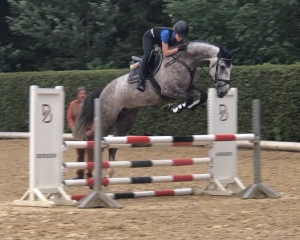 jumper C.Franka (Westphalian, 2014, from Colman)