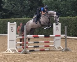 jumper C.Franka (Westphalian, 2014, from Colman)