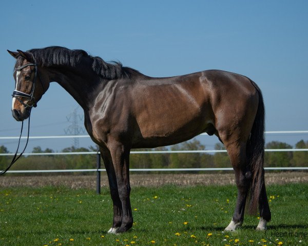dressage horse Don Danciano (Hanoverian, 2016, from Danciano)