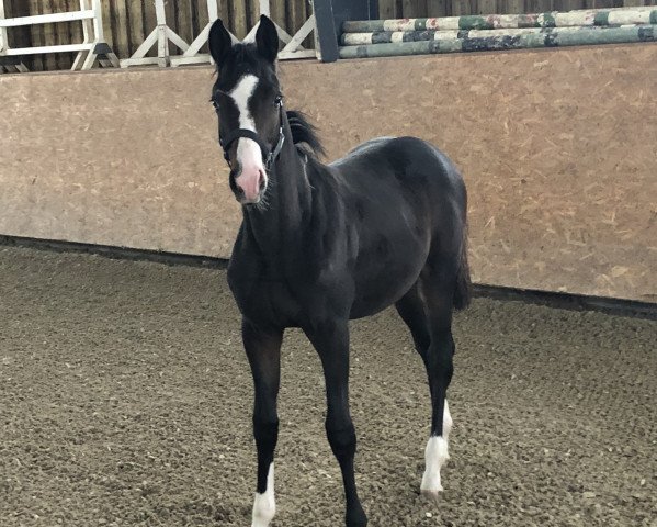 horse Grand Charmeur (Trakehner, 2019, from Blanc Pain)