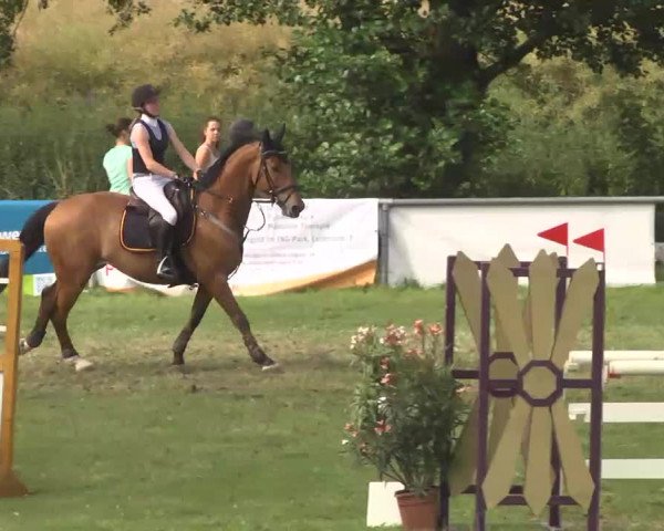 Reitturnier Herrenberg-Gültstein 2016